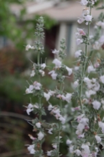 White Sage Blooms, Salvia apiana