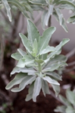 White Sage, Salvia apiana