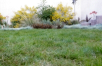 Carex Pansa IdealMow Lawn (Mowed)