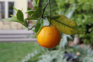 Clementine, Citrus x clementine