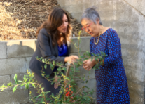 The Pomegranate tree now located in an orchard alongside Fuji apple and Clementine trees has special significance to the community.